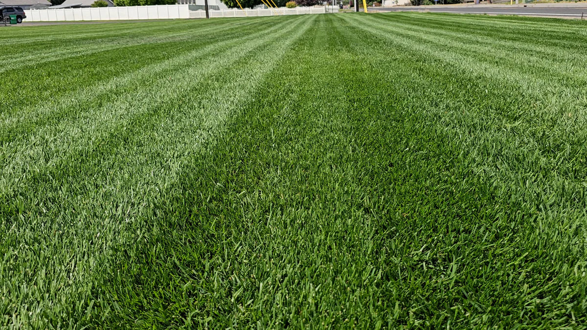Double Dark Green Premium Grass Seed (Turf Type Tall Fescue)