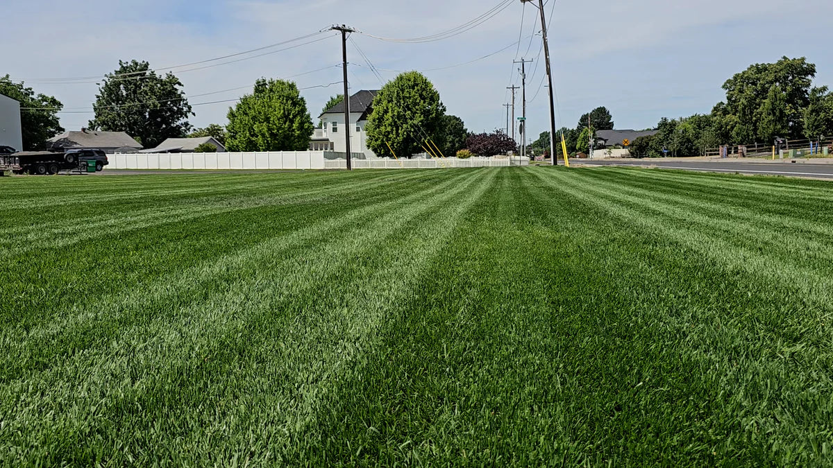 Double Dark Green Premium Grass Seed (Turf Type Tall Fescue)