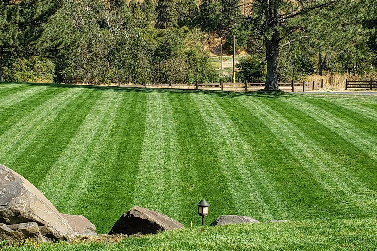 Double Dark Green Premium Grass Seed (Kentucky Bluegrass + Perennial Ryegrass)